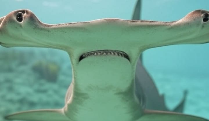 Swimming with hammerhead sharks in Bimini