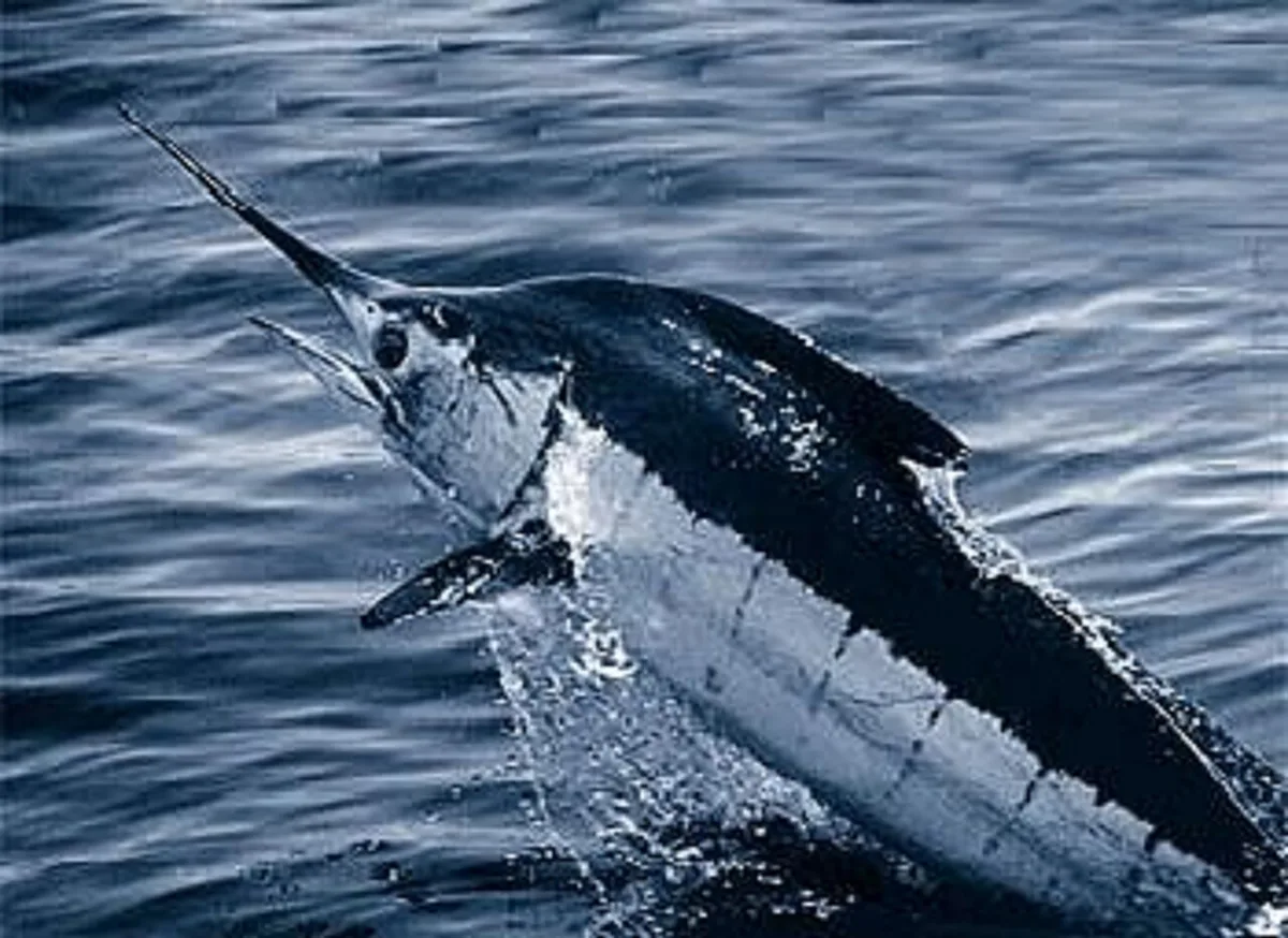 Atlantic blue marlin — the sport fish Bimini is world-famous for