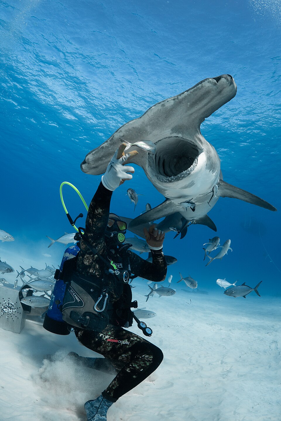 Great hammerhead shark feeding in Bimini, Bahamas