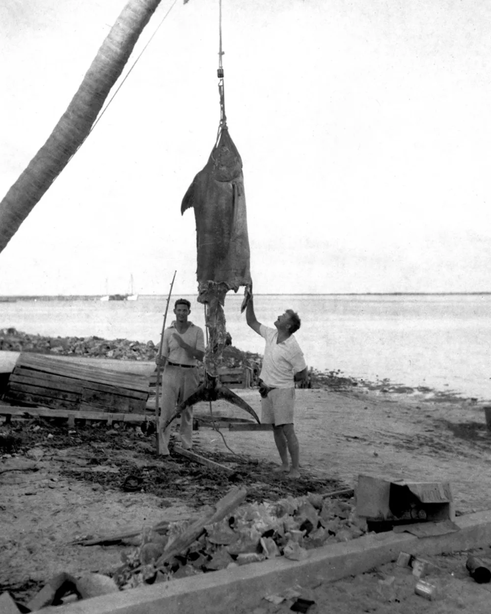 Henry Strater and Ernest Hemingway with a partially eaten 'apple-cored' Atlantic blue marlin at Cat Cay, Bimini, in 1935