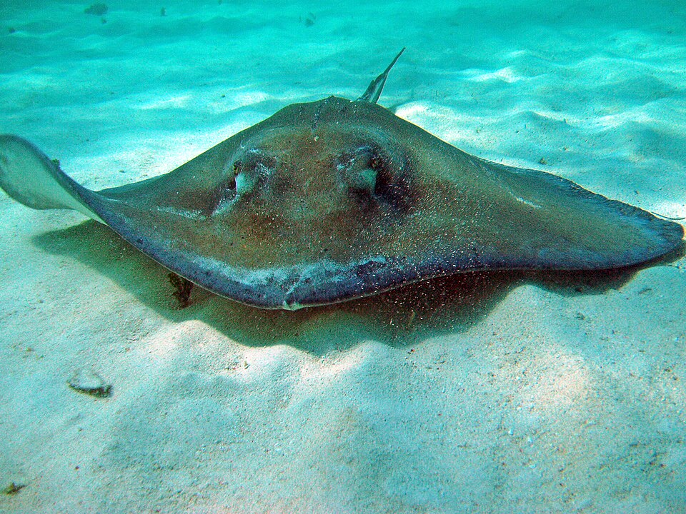 Southern stingray in Caribbean waters