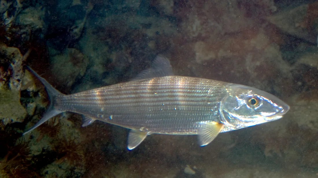 A bonefish (Albula vulpes) held just above the water before release — the Bahamas' prized flats gamefish