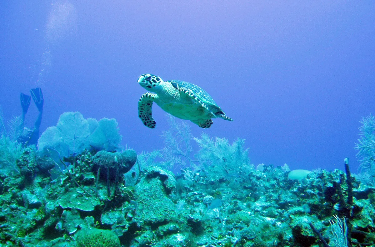 Loggerhead sea turtle in clear Caribbean water — the kind you'll see between Marsh Harbour and Man-O-War Cay