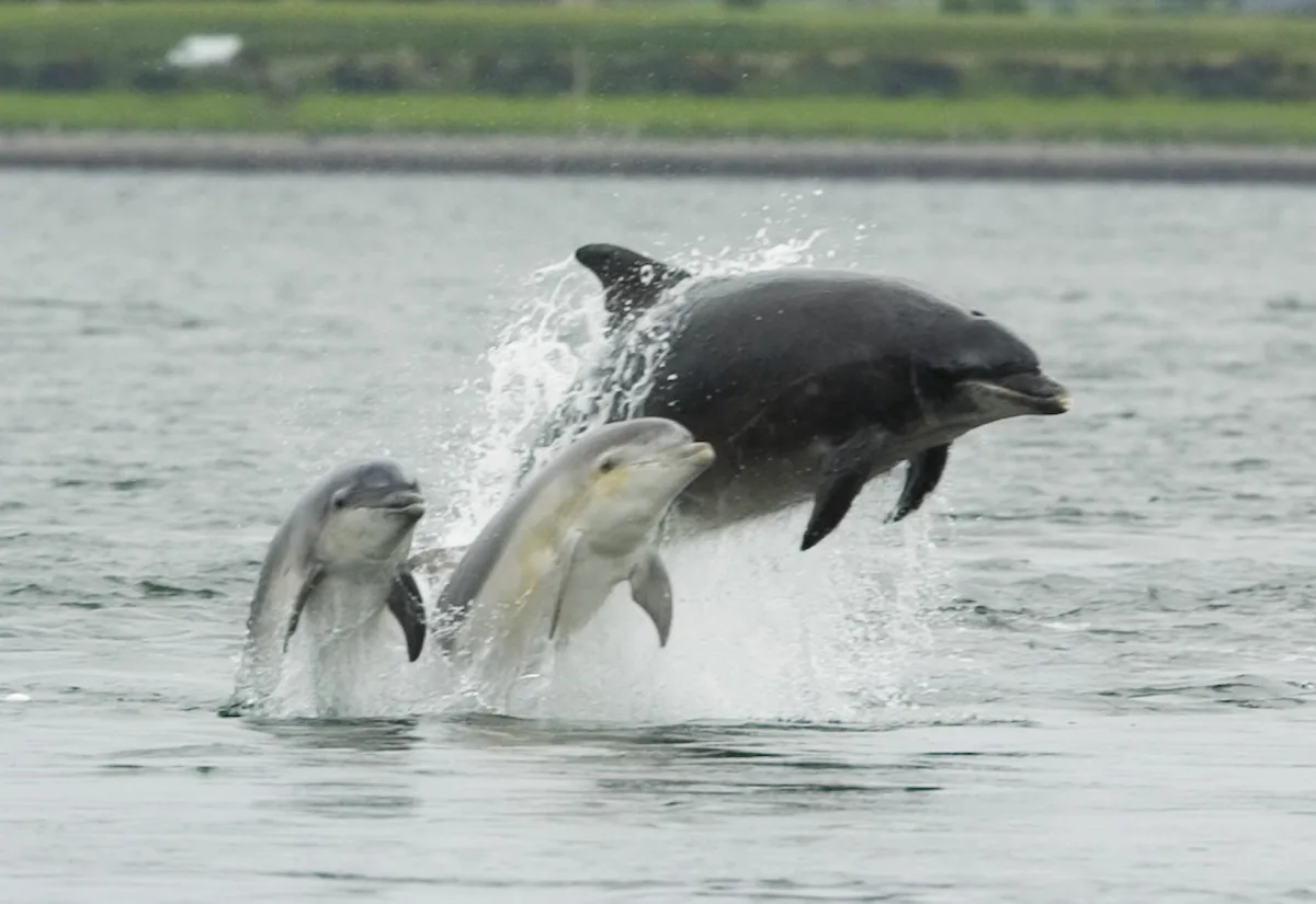 Adult bottlenose dolphin with two young dolphins