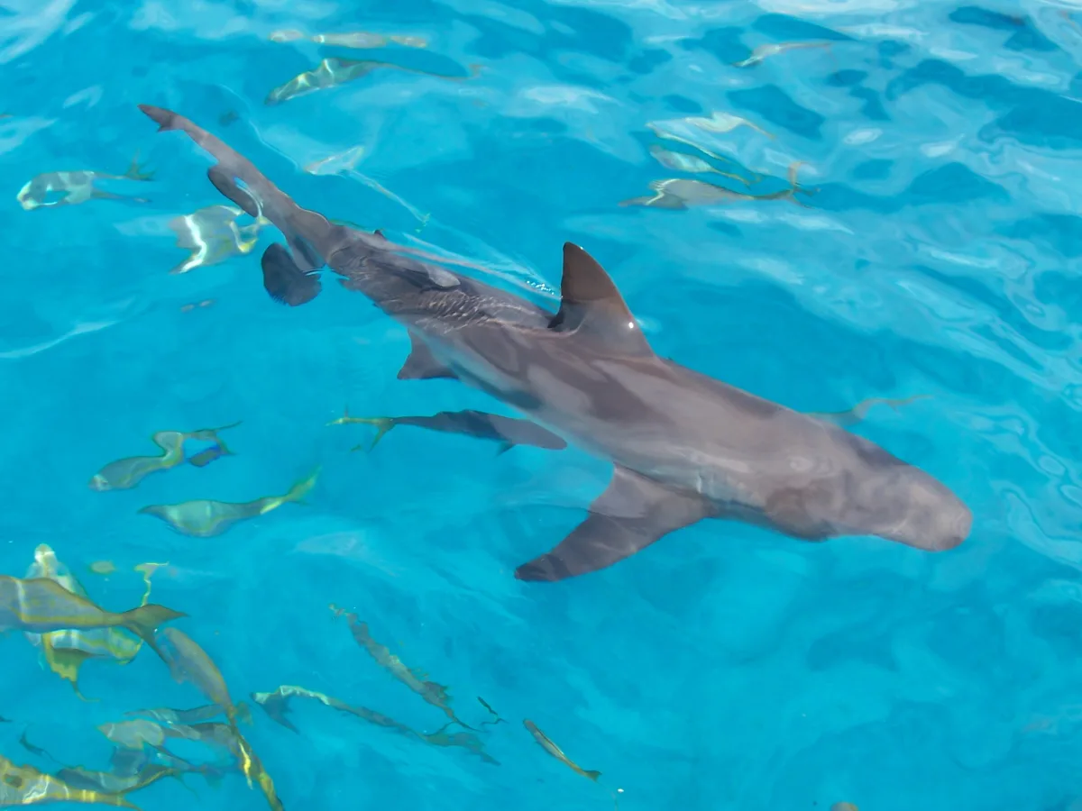 Caribbean reef shark (Carcharhinus perezi) underwater