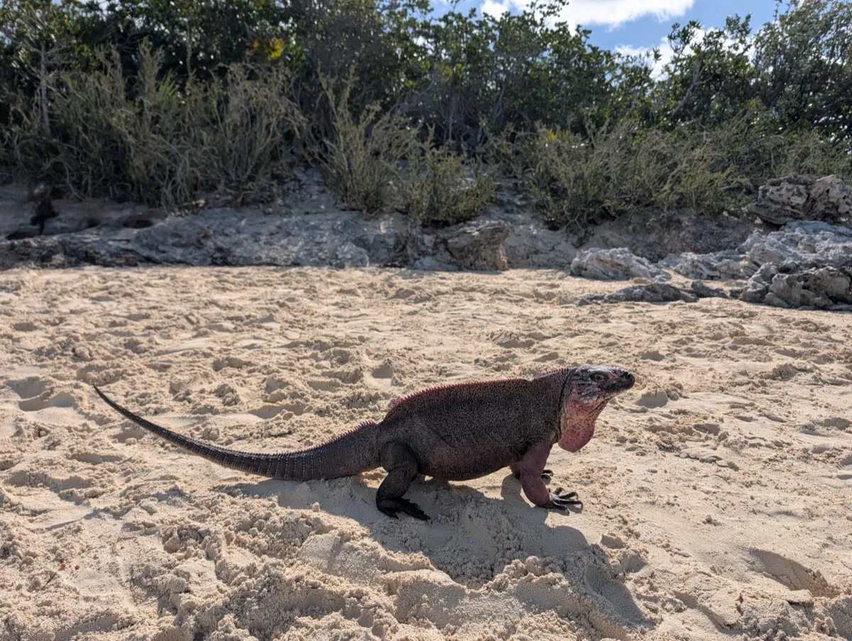 Endangered Allen's Cay rock iguana walking on white sand beach in the Exuma Cays, Bahamas