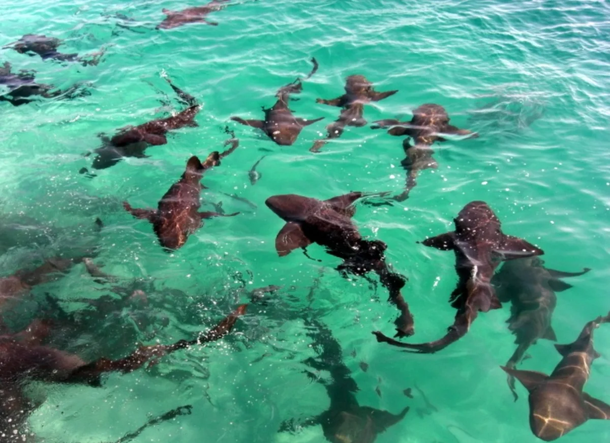 Nurse sharks gathered in shallow water at a Bahamas marina