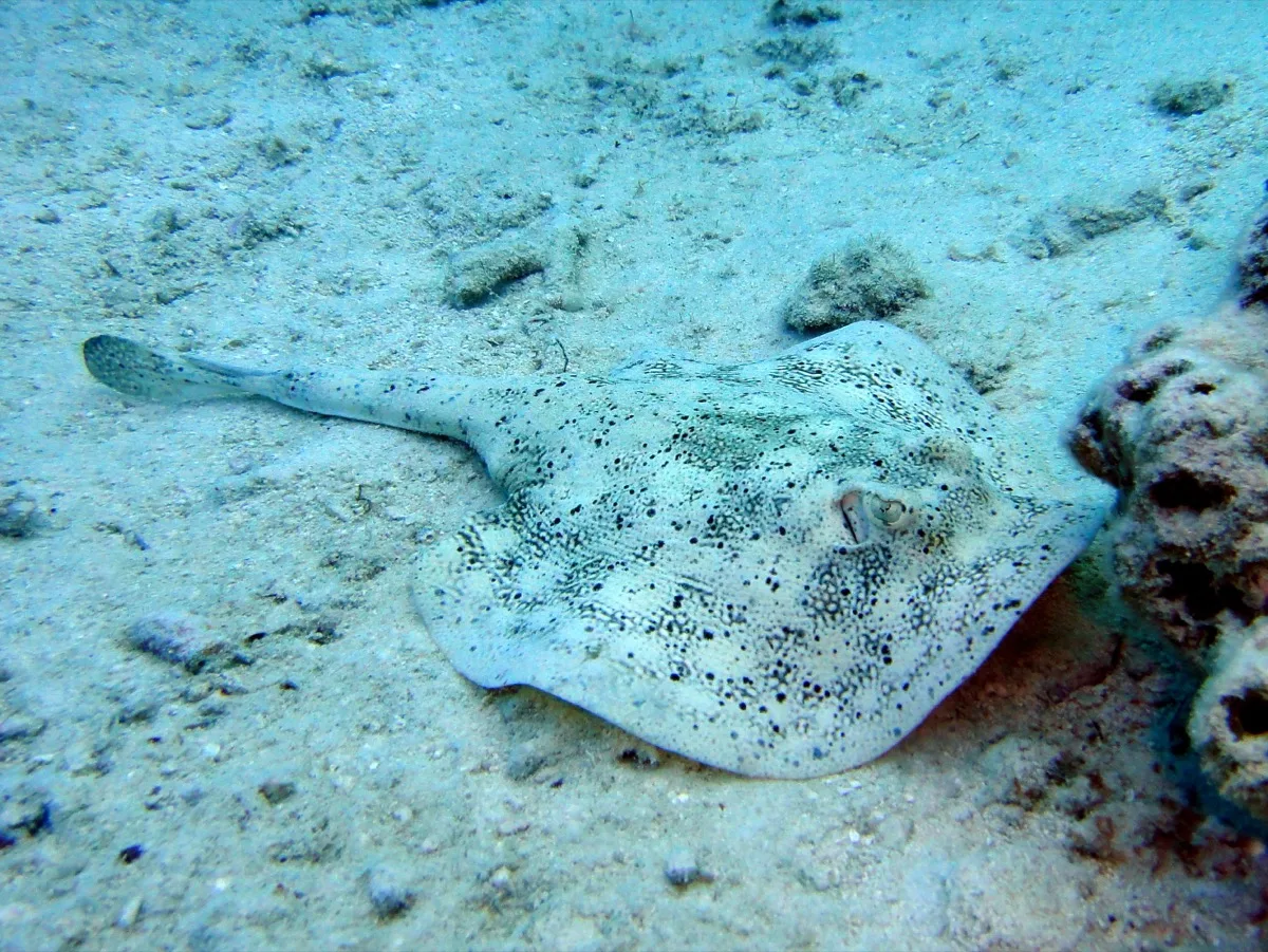 Yellow stingray on the sandy bottom in clear shallow water inside the Exuma Cays Land and Sea Park, Bahamas