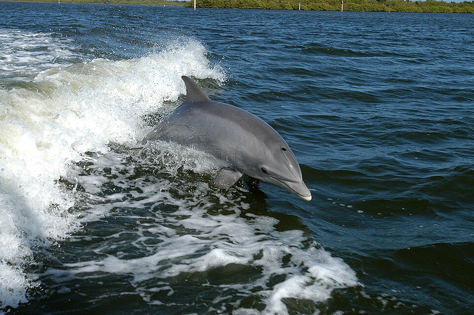 Bottlenose dolphin jumping out of the water