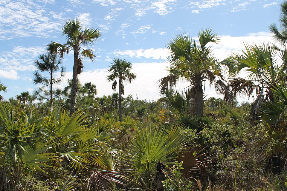 Palm trees at Lucayan National Park, Grand Bahama