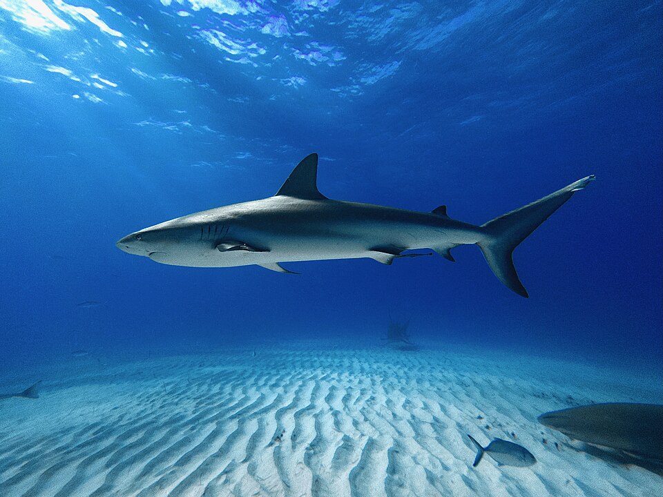 Caribbean reef shark at Tiger Beach, Bahamas