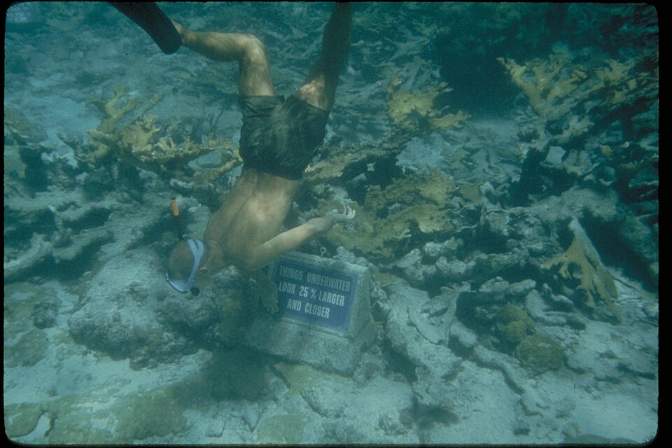 Snorkeling in tropical reef waters