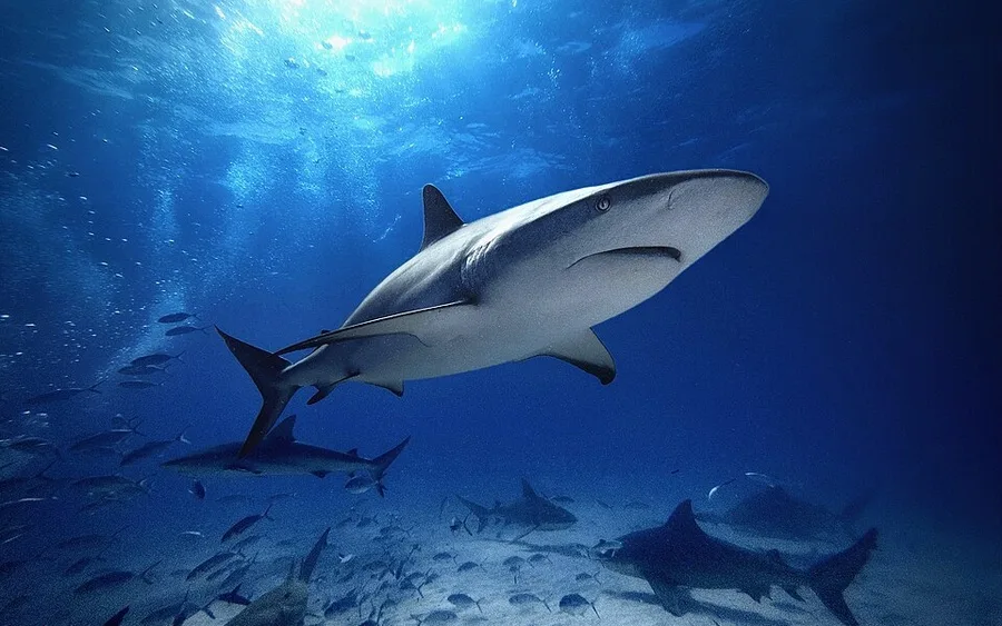 Caribbean reef sharks over the sandy bottom at Tiger Beach off West End, Grand Bahama
