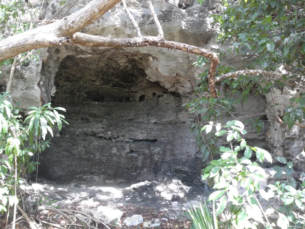 Coastal forest and caverns of Lucayan National Park, Grand Bahama
