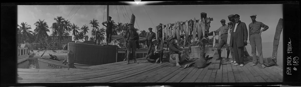 Bimini fish dock with the day's catch and fishermen, c. 1914
