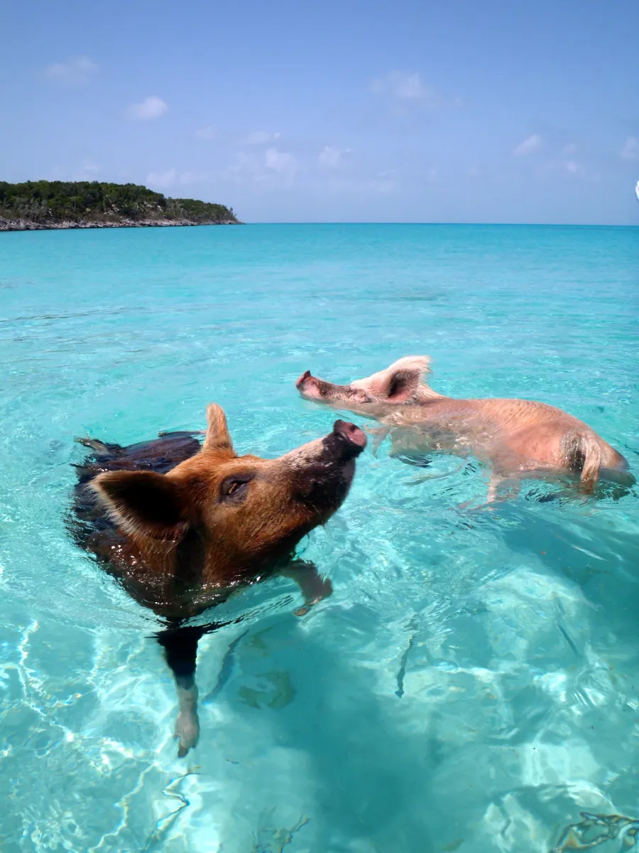 Swimming pigs at Big Major Cay (Pig Beach) in the Exuma Cays, Bahamas