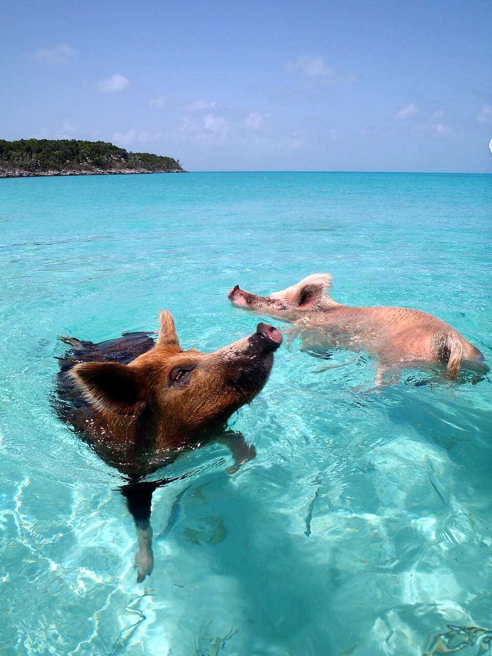 Swimming pigs in Exuma, Bahamas