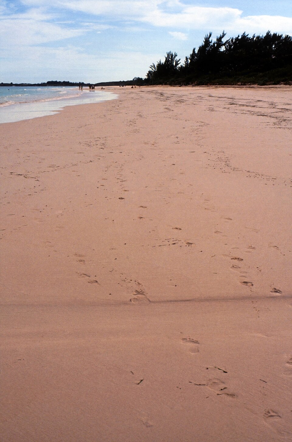 Pink sand beach, Harbour Island Bahamas
