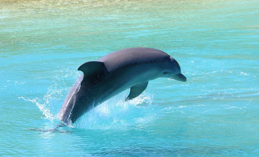 Bottlenose dolphin at Blue Lagoon Island near Nassau, Bahamas
