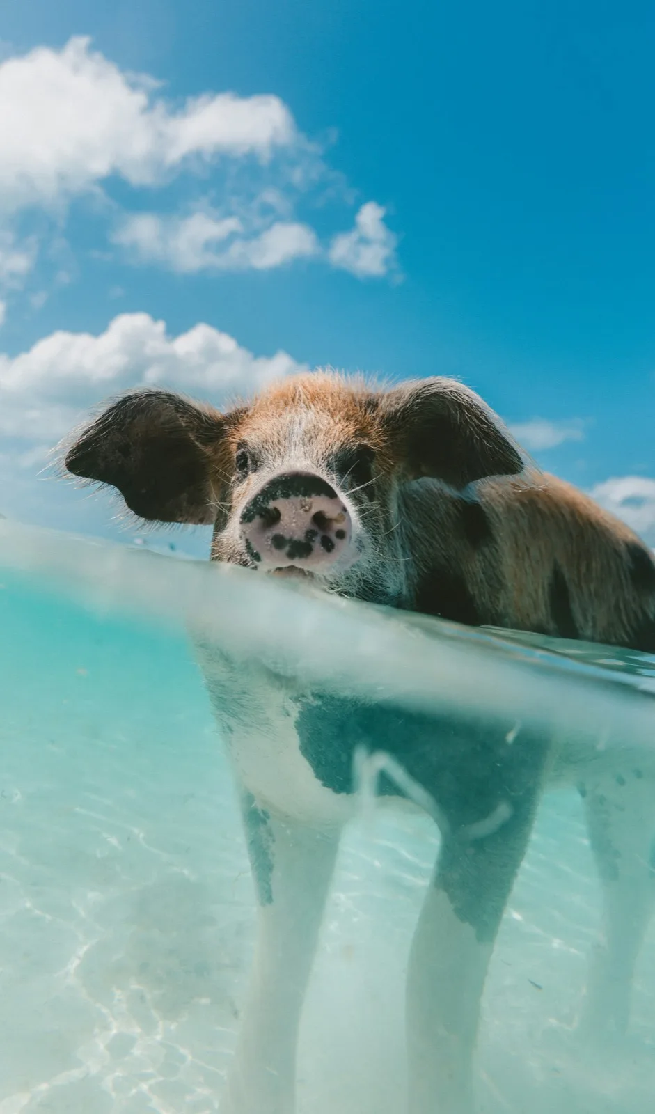 Swimming pig paddling in turquoise water at Big Major Cay, Exuma